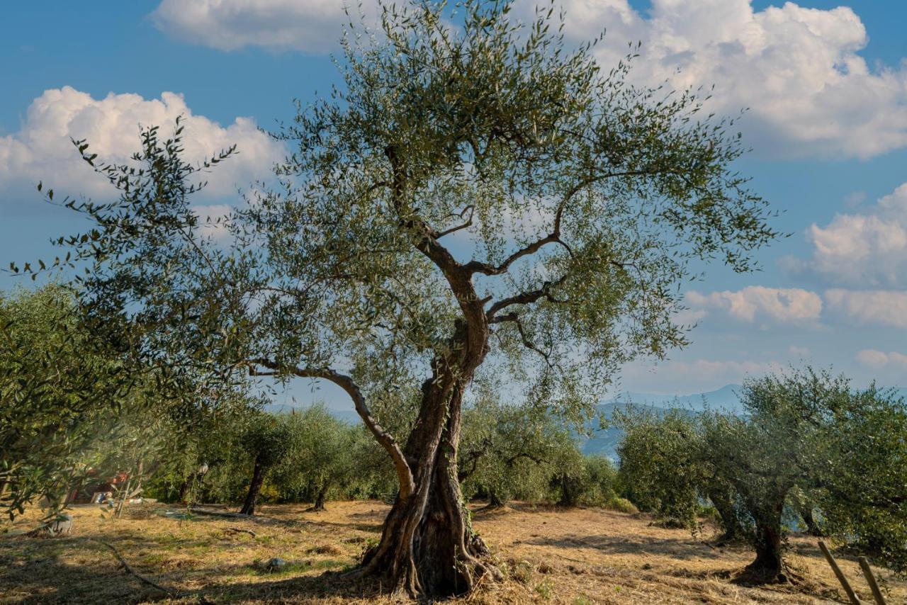 Casetta Maduneta Immersa In Un Oliveto Dolceacqua Bagian luar foto